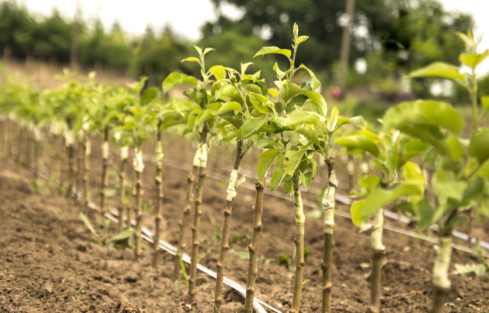 shutterstock_335395529